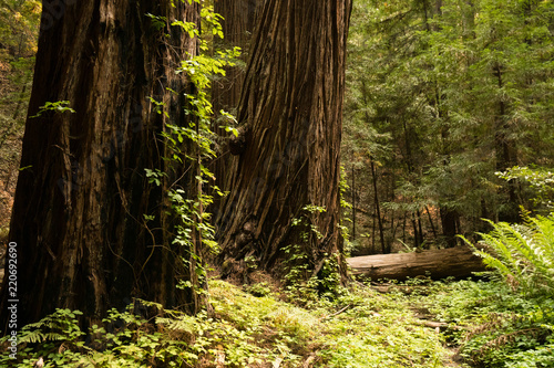 Thick fern ground cover under a dense old growth redwood forest in California