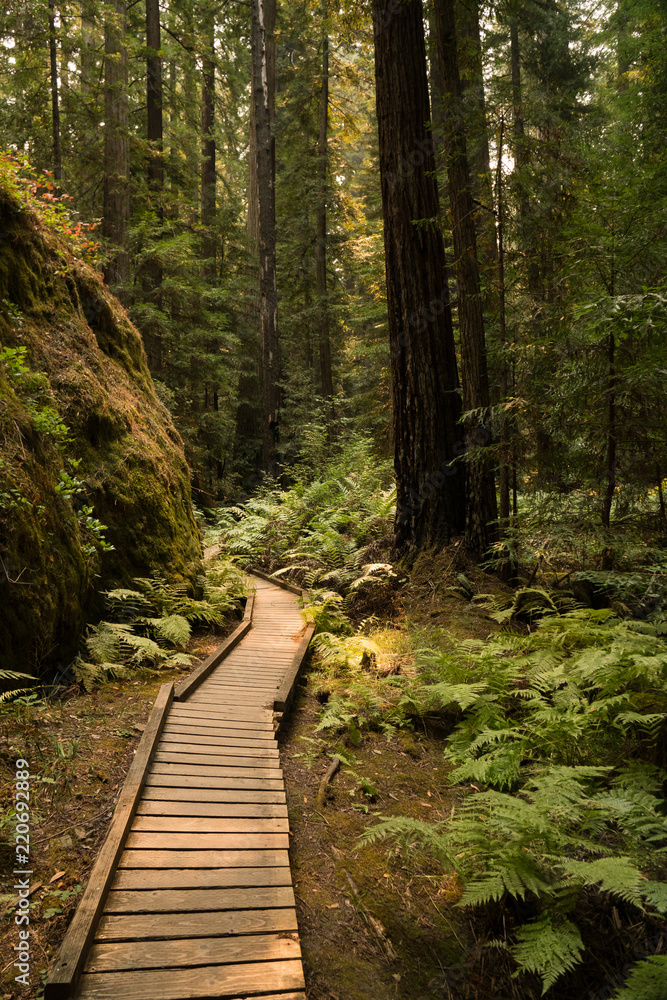 Obraz premium Hiking path through a fern covered redwood forest in California
