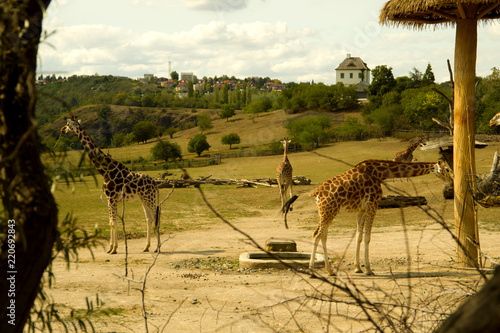 Giraffen