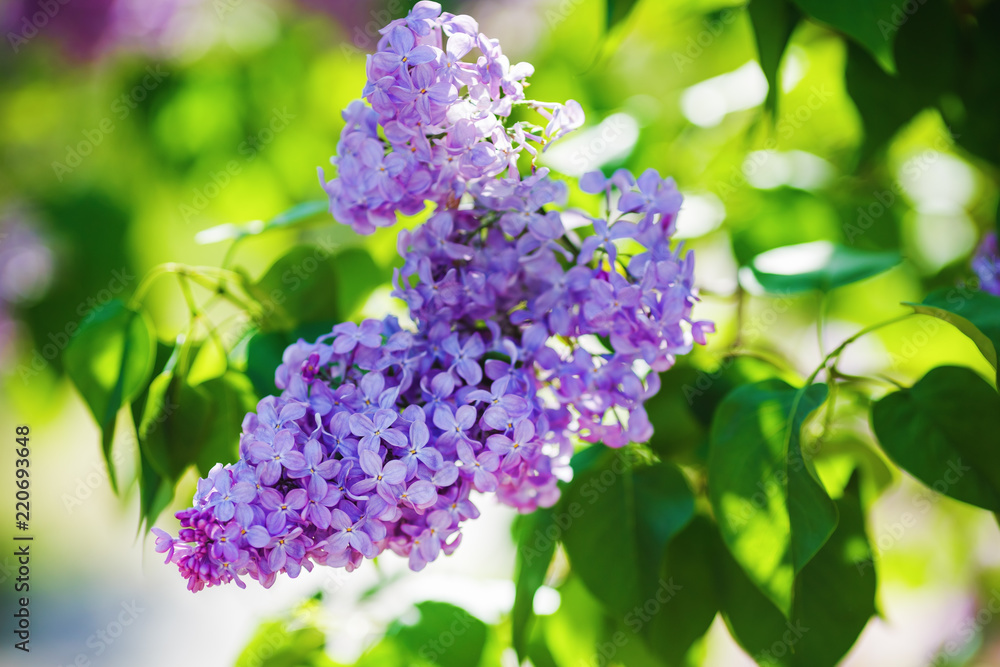 Purple lilac flowers. Spring blossom. Selective focus Purple lilac flowers. Spring blossom. Selective focus