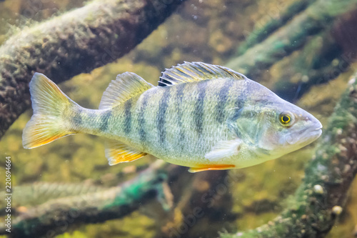 Fisch im Aquarium