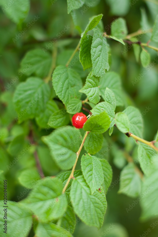Red berries of a felt cherry on the branches. Close up photo. Small berries of cherries. Varietal plant. Drops of water on the leaves. Red berries of a felt cherry on the branches. Close up photo. Small berries of cherries. Varietal plant. Drops of water on the leaves.