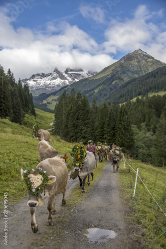Almabtrieb im Herbst