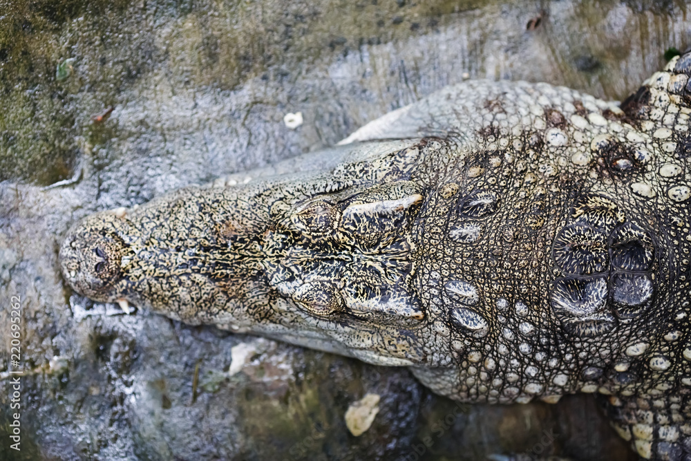 Fototapeta premium Head of crocodile. Top view. Selective focus