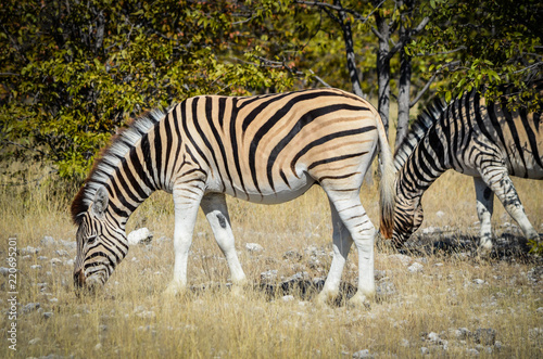 Steppenzebra