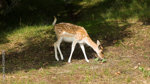 Rehe und Hirsche