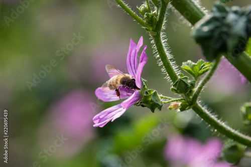 Bee on Malva Flowers
