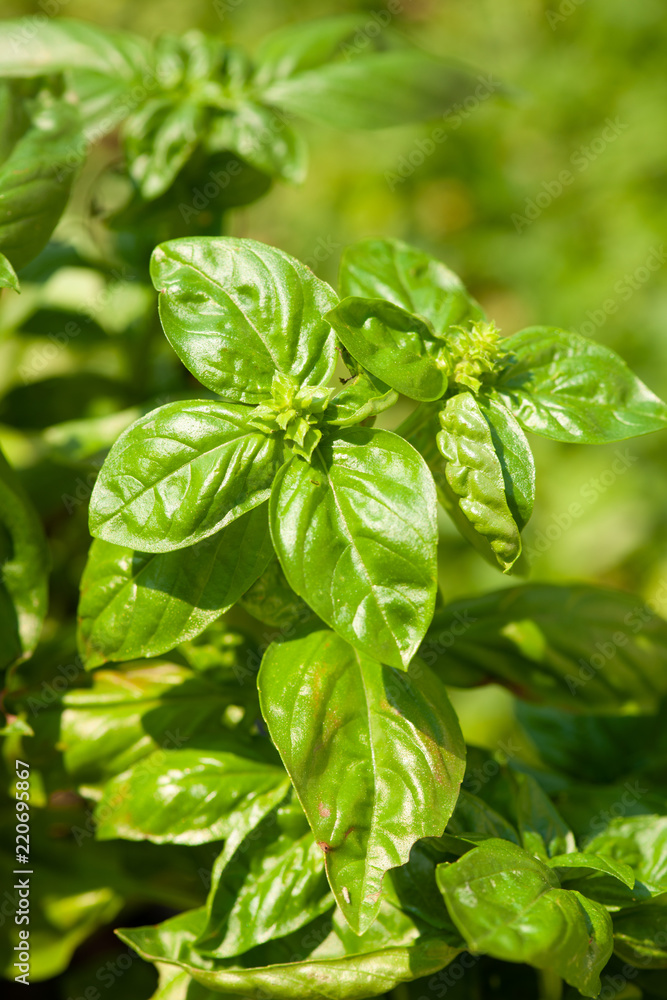 Basil plants in the garden in late summer Basil plants in the garden in late summer
