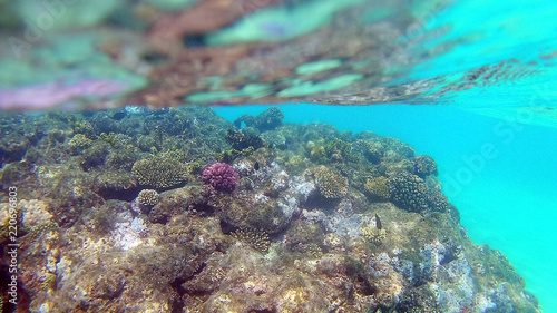 Fish-surgical Akantnuridae, Seabreams and swim around a bright colored coral reef in the Red Sea in Hurghada, Egypt, sunlight, waves, under water photo