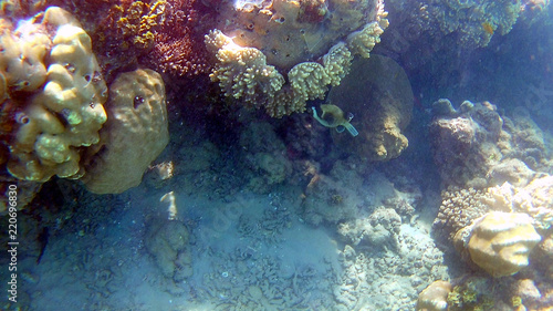 Fish-surgical Akantnuridae, Seabreams and swim around a bright colored coral reef in the Red Sea in Hurghada, Egypt, sunlight, waves, under water photo