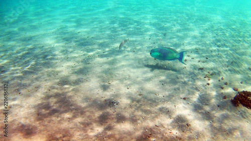 Fish-surgical Akantnuridae, Seabreams and swim around a bright colored coral reef in the Red Sea in Hurghada, Egypt, sunlight, waves, under water photo