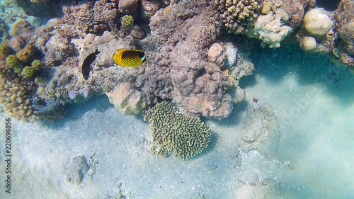 Fish-surgical Akantnuridae, Seabreams and swim around a bright colored coral reef in the Red Sea in Hurghada, Egypt, sunlight, waves, under water photo