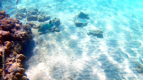 Fish-surgical Akantnuridae, Seabreams and swim around a bright colored coral reef in the Red Sea in Hurghada, Egypt, sunlight, waves, under water photo