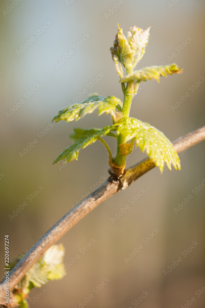 Branch of vine with first green leaves in vineyard in early spring Branch of vine with first green leaves in vineyard in early spring