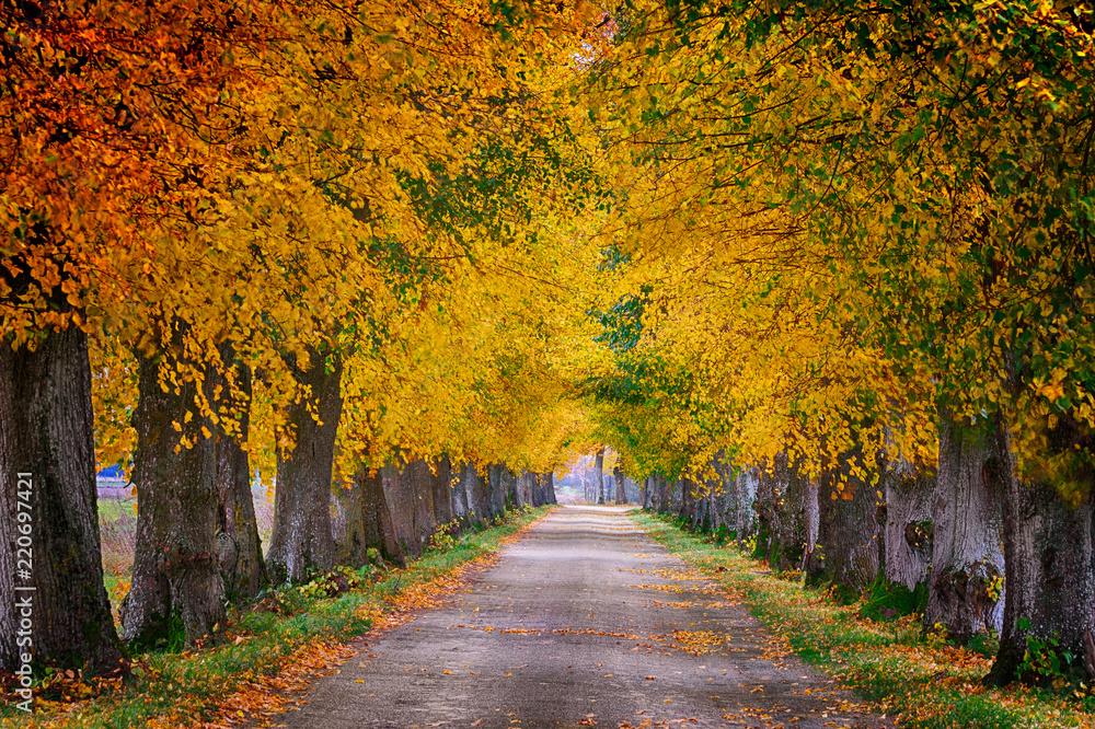 Countryside road among the trees in autumn. Masuria, Poland. Analog style. - obrazy, fototapety, plakaty 