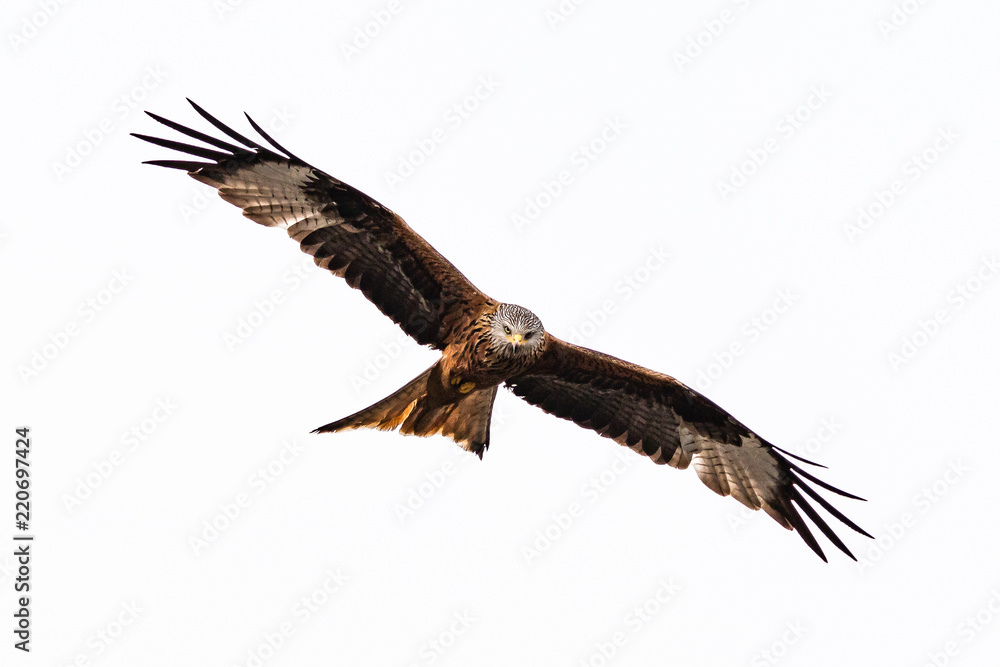 Obraz premium Rotmilan ein schöner Greifvogel