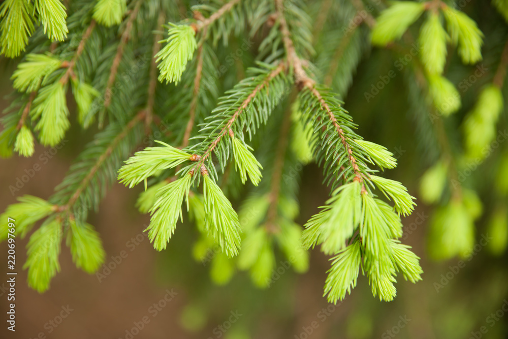 Fresh pine buds for syrup. Pine bud syrup is very healthy and you can treat aliments such as: asthma, chronic bronchitis, pharyngitis, laryngitis, coughs, colds, tonsillitis, flus, and allergies.