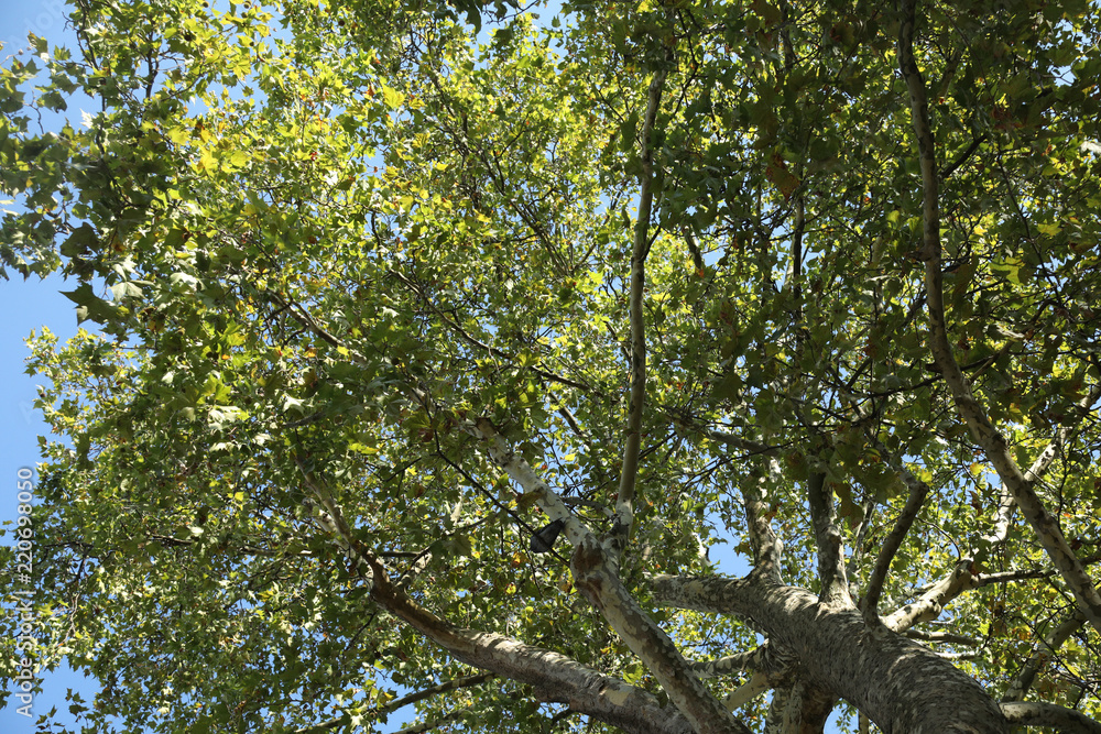 Fototapeta premium arbre