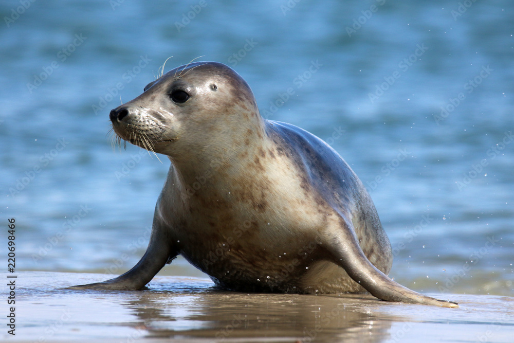 Fototapeta premium Aus dem Wasser kommende Robbe
