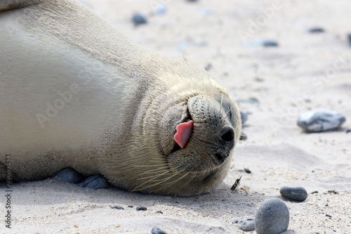 Entspannte Robbe mit rausgestreckter Zunge