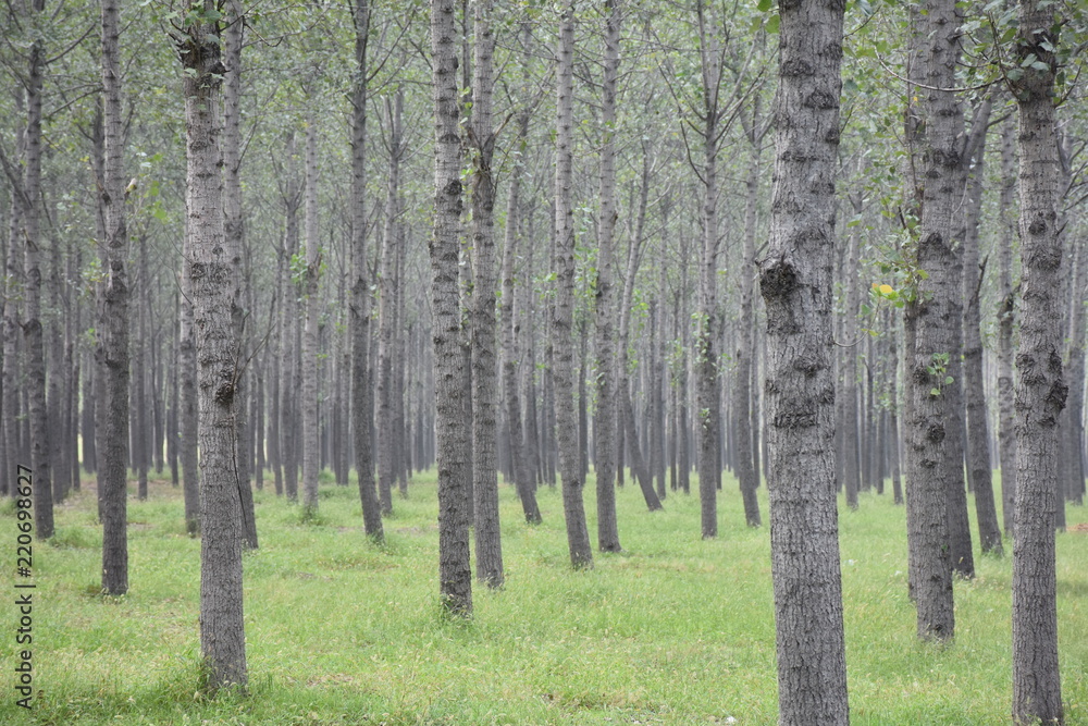 Obraz premium Silent aspen forest