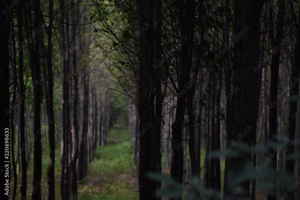 Fototapeta premium Deep in the woods