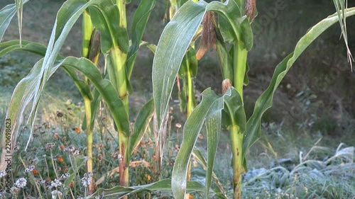 Corn maize plants in first frost rime in early autumn morning. Tilt up. 4K