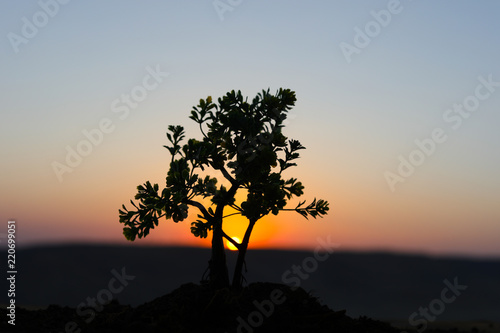 Close up view of decor tree on sunset.