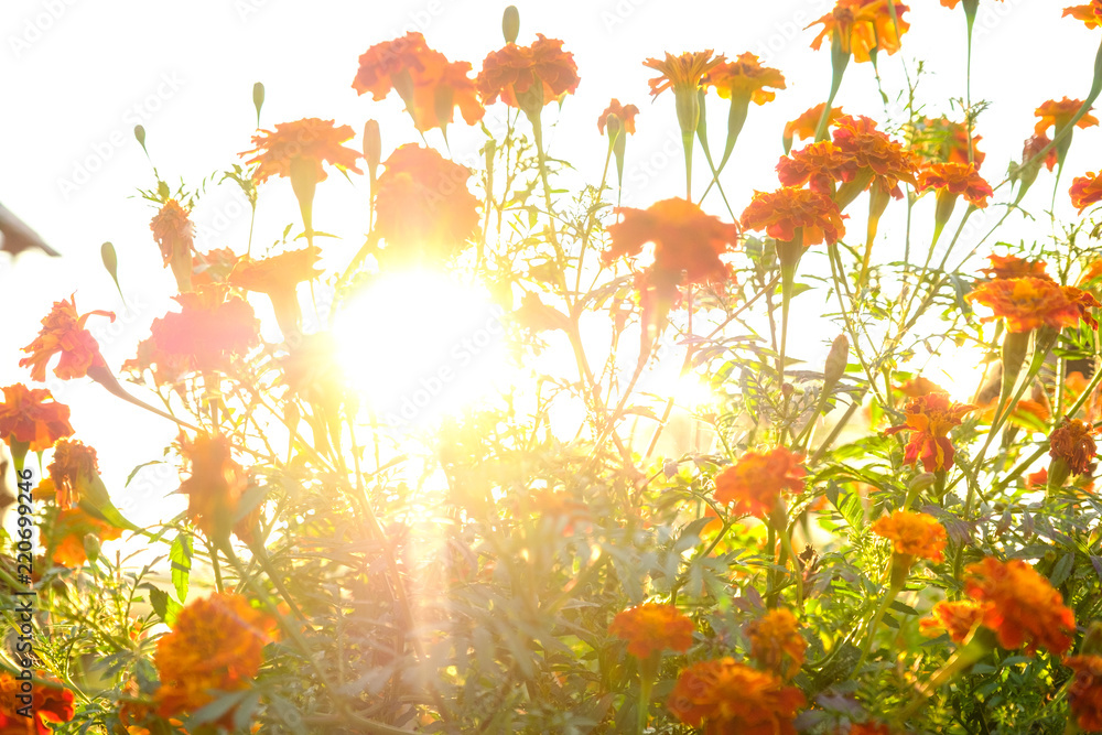 Marigold flowers in the meadow in the sunlight