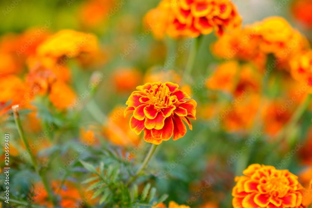 Marigold flowers in the meadow in the sunlight Marigold flowers in the meadow in the sunlight