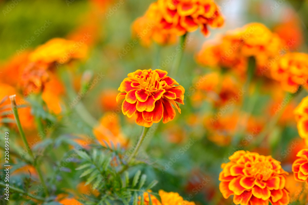 Marigold flowers in the meadow in the sunlight Marigold flowers in the meadow in the sunlight