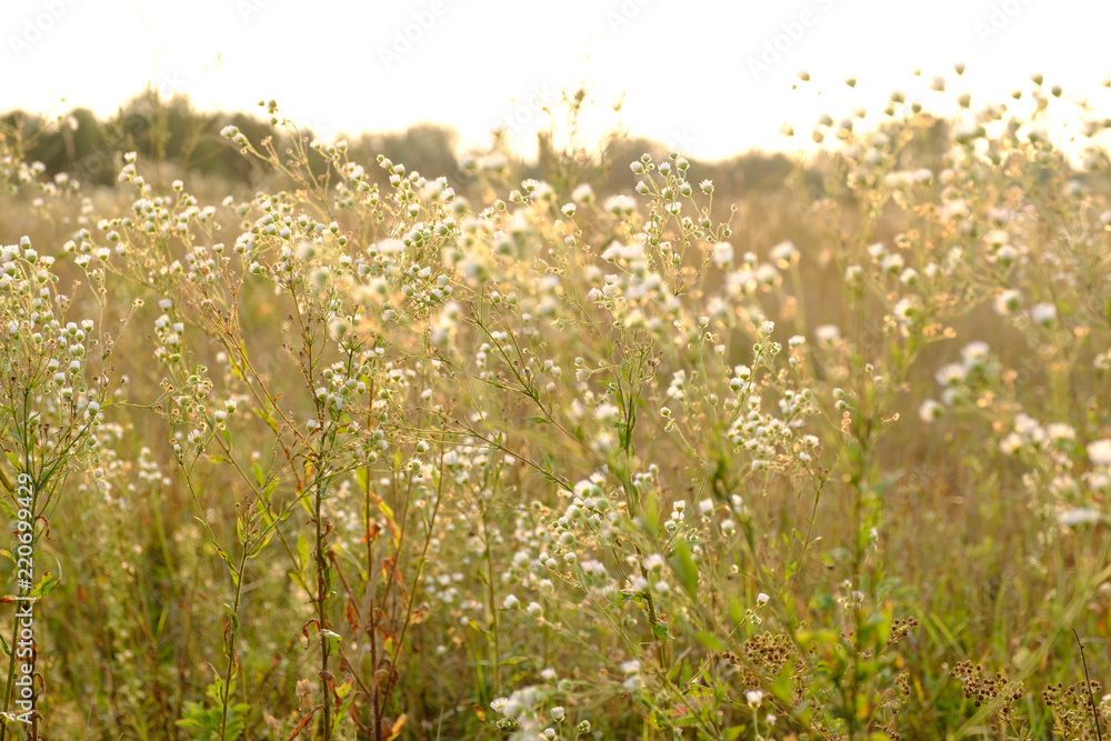 Wild chamomile flowers