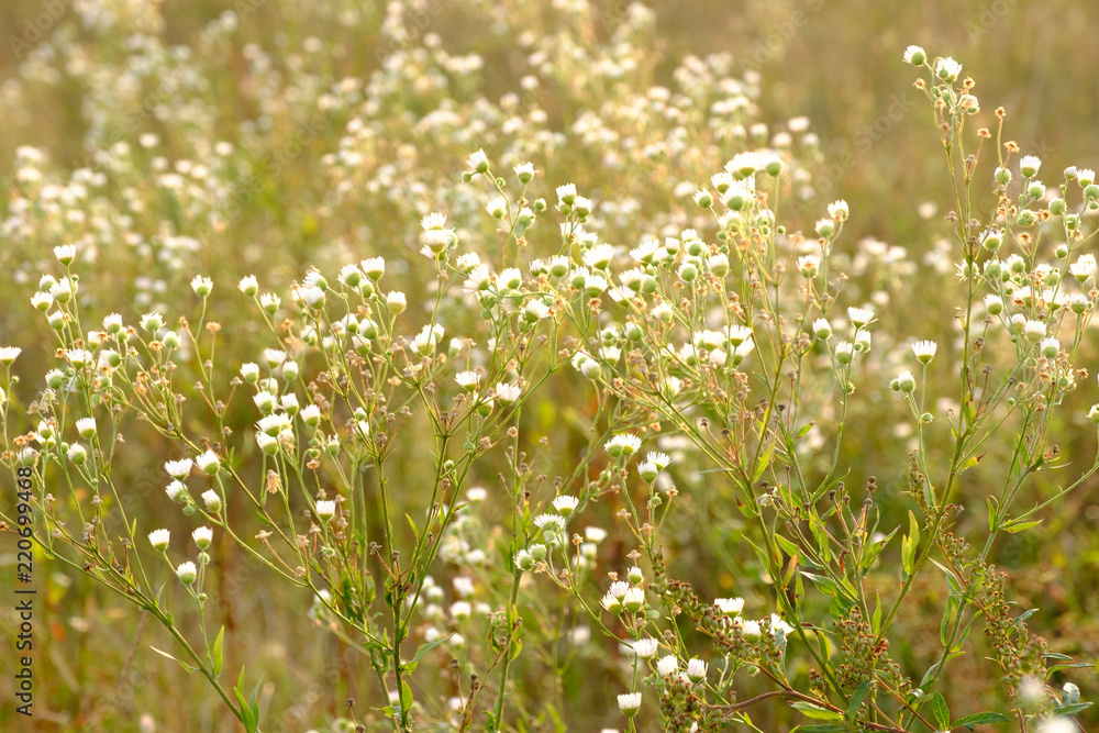 Fototapeta premium Wild chamomile flowers