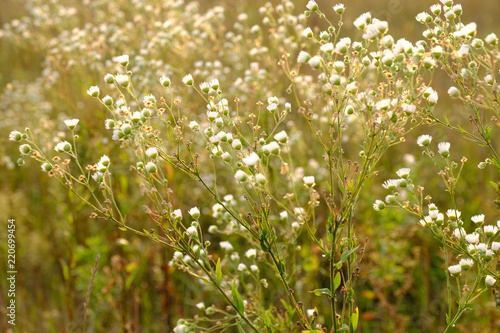 Wild chamomile flowers