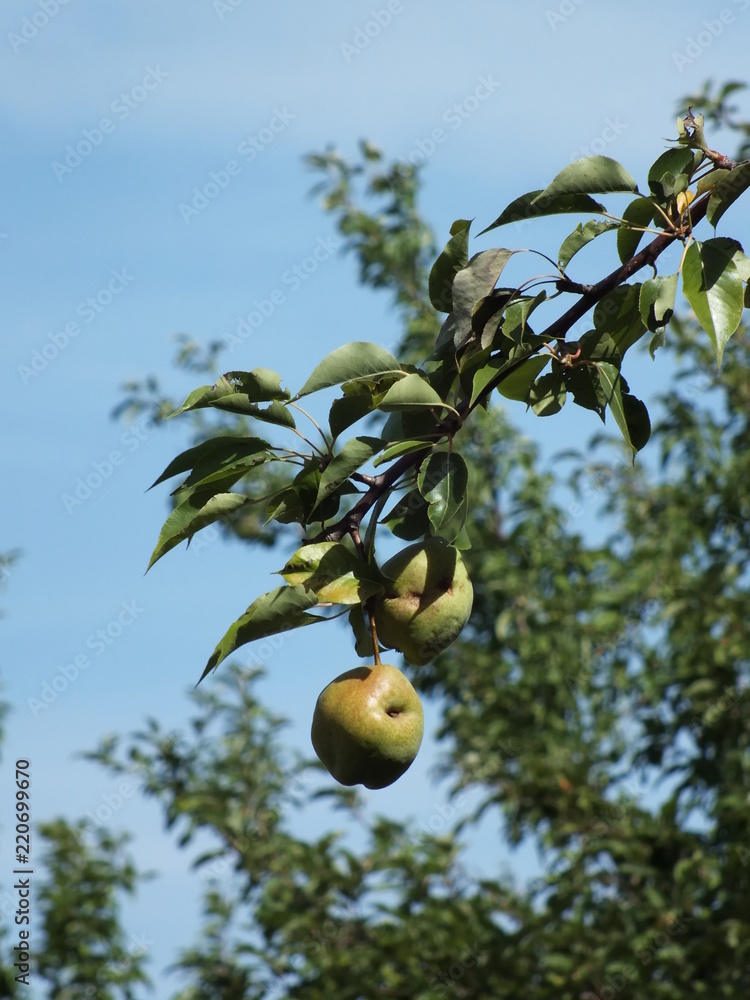 Pears on the branch