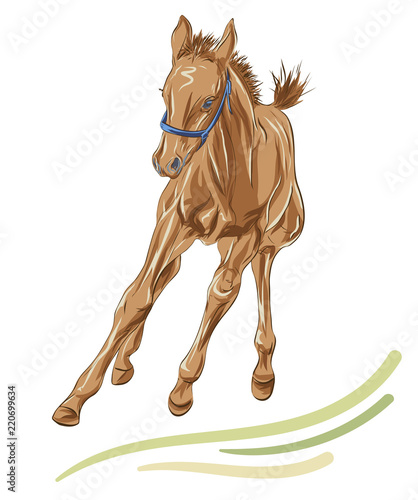 A sketch of a playing foal on the white background.