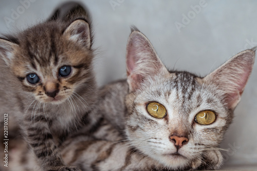 Beautiful gray mom cat with kitten indoors over gray wall background