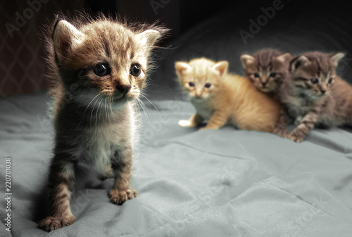 Small adorable kittens on the bed. Cute pets indoors