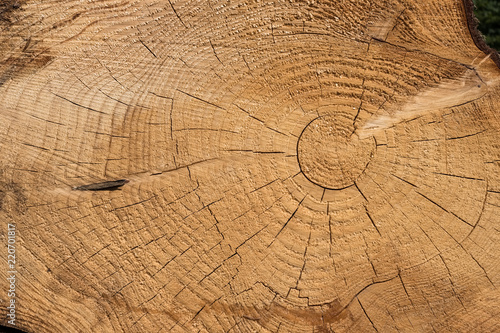 Matière bois tronc arbre texture