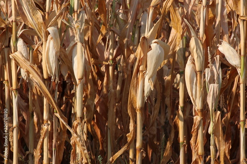Close-up of a dried out corn field in Germany