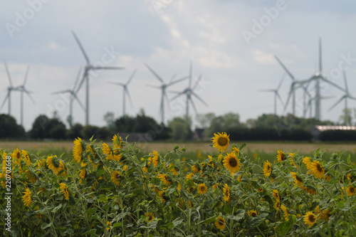 Ostfriesische Landschaft und Sonnenblumen und Windräder im Hintergrund - Stockfoto
