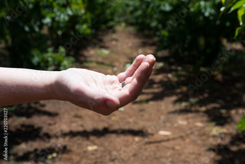 Self picking cherries at Odem in Golan Heights © LevT