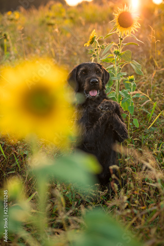 Fototapeta Naklejka Na Ścianę i Meble -  Black dog posing in sunflower field during sunset.