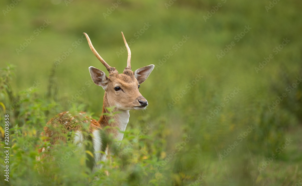 Portrait of roe deer in summer. Portrait of roe deer in summer.