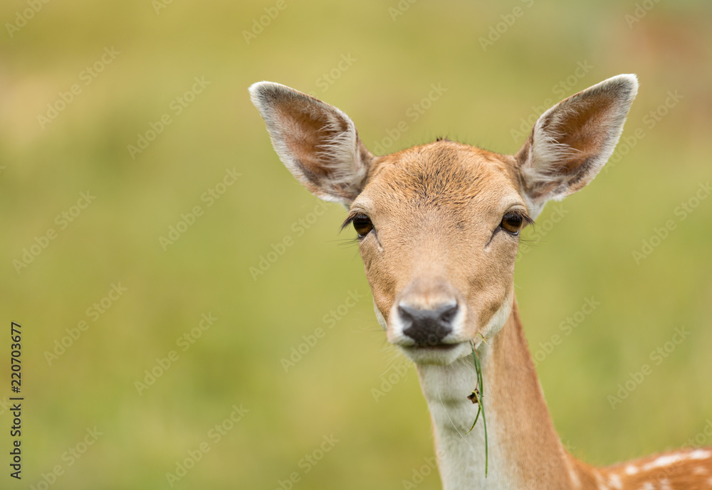 Portrait of roe deer doe female in summer. Close-up portrait. Portrait of roe deer doe female in summer. Close-up portrait.