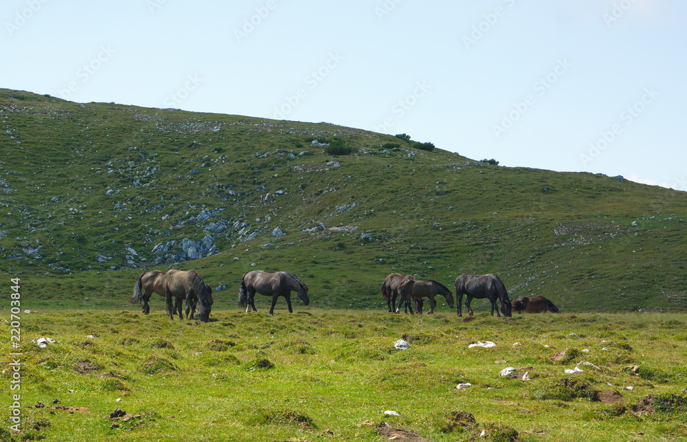 Fototapeta premium schwarze Wildpferde auf der Wiese