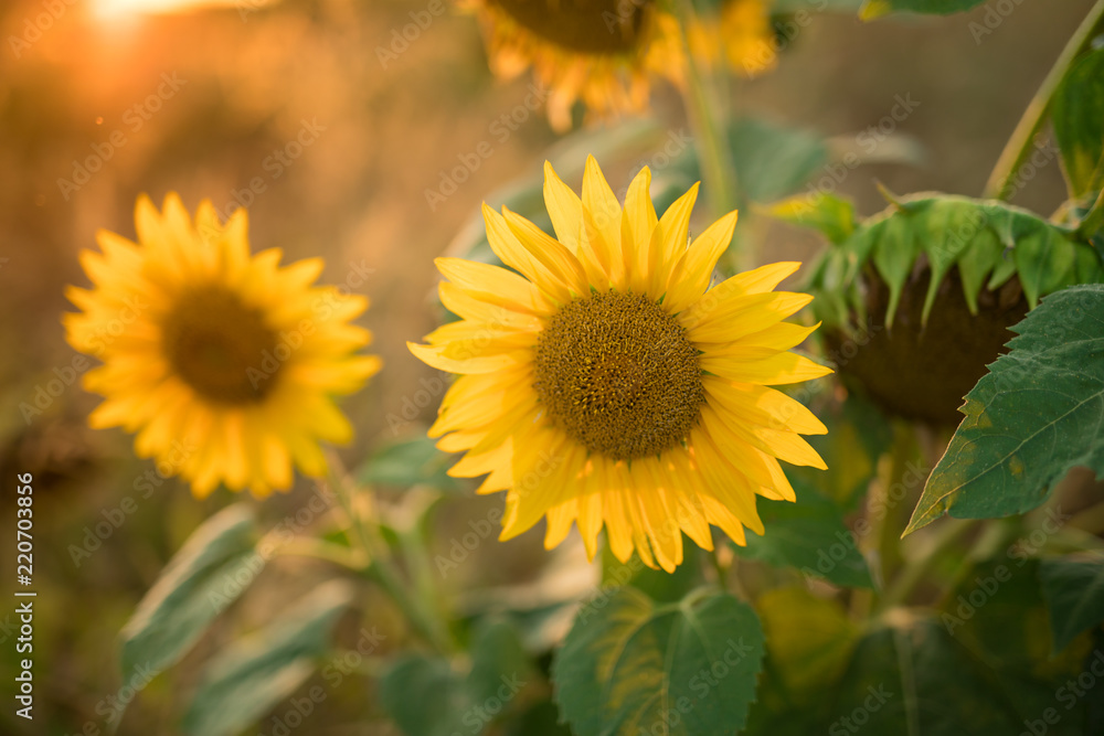 Sunflowers in the fields during sunset. Sunflowers in the fields during sunset.