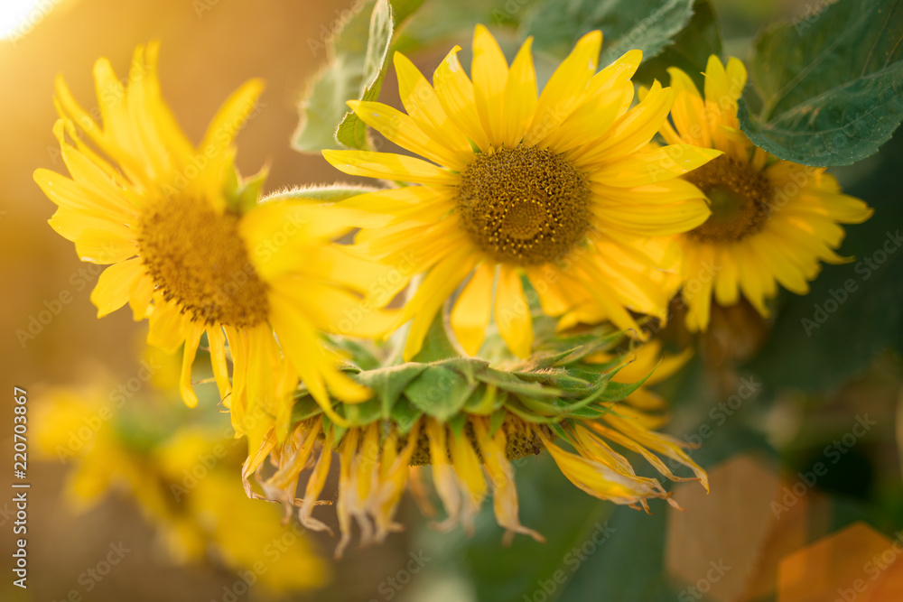 Fototapeta premium Sunflowers in the fields during sunset.
