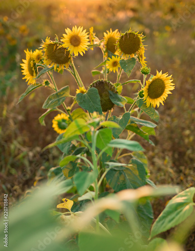 Fototapeta Naklejka Na Ścianę i Meble -  Sunflowers in the fields during sunset.
