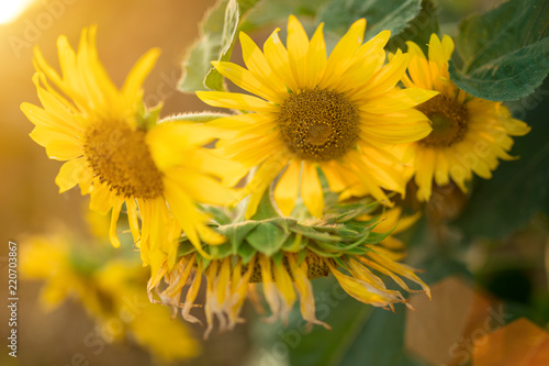 Fototapeta Naklejka Na Ścianę i Meble -  Sunflowers in the fields during sunset.